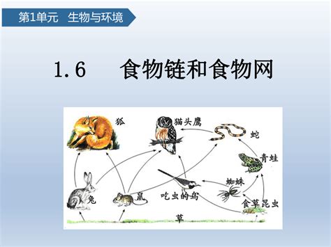 能量流失|6.1.1.4: 食物链和食物网